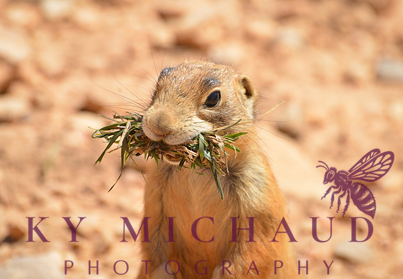 Prairie Dog