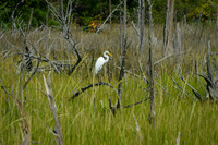 Nature in Virginia Beach