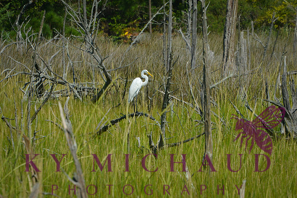 Nature in Virginia Beach