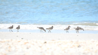 Sanderlings