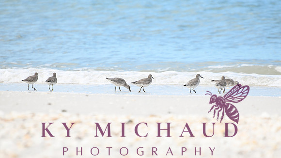 Sanderlings