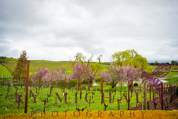 Domaine Carneros