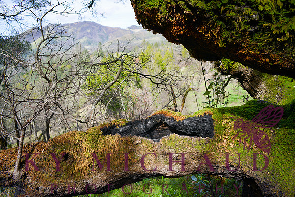 Wild Fire Recovery