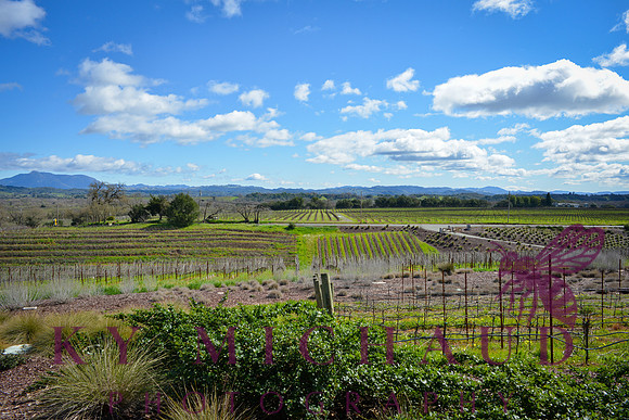 Macrostie Vineyards