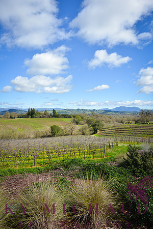 Macrostie Vineyards