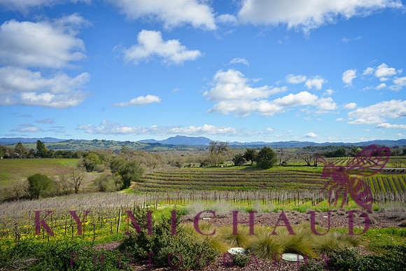 Macrostie Vineyards