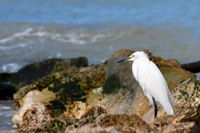Naples, Florida